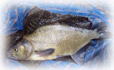 Preston Elasticated Flat Method Feeder 15-80 Gramm Gr. L