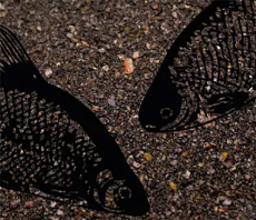 Matchpro Rotaugenfutter PŁOĆ CZARNA 1kg (Gold-Edition)